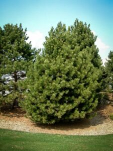 Сосна Чёрная (Pinus Nigra) купить по цене от 270.00р. в интернет-магазине «Посадика» с доставкой почтой в в Лиские и по всей России – [изображение №1].