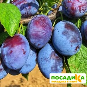 Слива Чачакская ранняя купить по цене от 229.00р. в интернет-магазине «Посадика» с доставкой почтой в в Лиские и по всей России – [изображение №1].