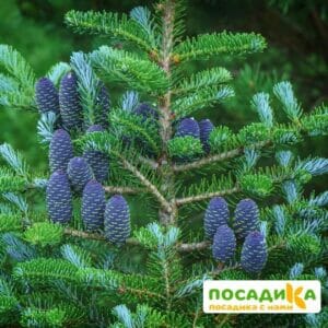 Пихта корейская (Abies koreana) купить по цене от 450.00р. в интернет-магазине «Посадика» с доставкой почтой в в Лиские и по всей России – [изображение №1].