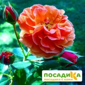 Роза Арабия купить по цене от 350.00р. в интернет-магазине «Посадика» с доставкой почтой в в Лиские и по всей России – [изображение №1].