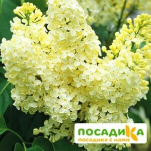 Сирень Примроуз (Primrose) купить по цене от 529.00р. в интернет-магазине «Посадика» с доставкой почтой в в Лиские и по всей России – [изображение №1].