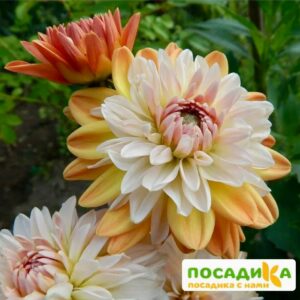 Георгина Коуп де Солейл (декоративная) купить по цене от 400р. в интернет-магазине «Посадика» с доставкой почтой в в Лиские и по всей России – [изображение №1].