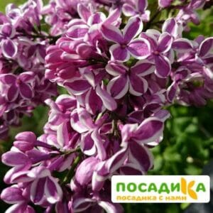 Сирень Сенсация купить по цене от 529.00р. в интернет-магазине «Посадика» с доставкой почтой в в Лиские и по всей России – [изображение №1].