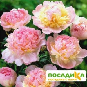 Пион Распберри Сандей (Paeonia Raspberry Sundae) купить по цене от 959р. в интернет-магазине «Посадика» с доставкой почтой в в Лиские и по всей России – [изображение №1].