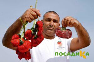 Клубника Гигант Джорнея купить по цене от 266р. в интернет-магазине «Посадика» с доставкой почтой в в Лиские и по всей России – [изображение №1].