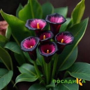 Калла Аура Лейс купить по цене от 400р. в интернет-магазине «Посадика» с доставкой почтой в в Лиские и по всей России – [изображение №1].
