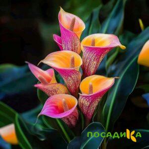 Калла Оникс купить по цене от 450р. в интернет-магазине «Посадика» с доставкой почтой в в Лиские и по всей России – [изображение №1].