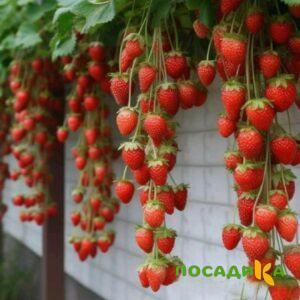 Клубника вьющаяся Комплимент купить по цене от 470р. в интернет-магазине «Посадика» с доставкой почтой в в Лиские и по всей России – [изображение №1].
