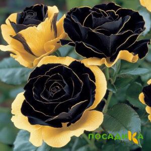 Роза Ханни Сикл купить по цене от 700р. в интернет-магазине «Посадика» с доставкой почтой в в Лиские и по всей России – [изображение №1].