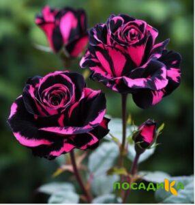Роза Багровый Шепот купить по цене от 366р. в интернет-магазине «Посадика» с доставкой почтой в в Лиские и по всей России – [изображение №1].