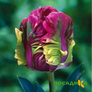 Тюльпан Экзотик Хэвен купить по цене от 186р. в интернет-магазине «Посадика» с доставкой почтой в в Лиские и по всей России – [изображение №1].