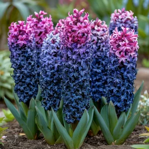 Гиацинт Блю Спринг купить по цене от 2099р. в интернет-магазине «Посадика» с доставкой почтой в в Лиские и по всей России – [изображение №1].