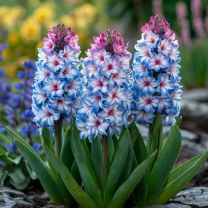 Гиацинт Пинк Мари купить по цене от 2099р. в интернет-магазине «Посадика» с доставкой почтой в в Лиские и по всей России – [изображение №1].