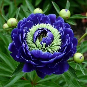 Пион Дримвивер купить по цене от 417р. в интернет-магазине «Посадика» с доставкой почтой в в Лиские и по всей России – [изображение №1].