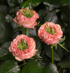 Роза Амбер Инчант купить по цене от 495р. в интернет-магазине «Посадика» с доставкой почтой в в Лиские и по всей России – [изображение №1].