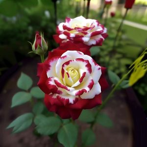 Роза Роял Глом купить по цене от 401р. в интернет-магазине «Посадика» с доставкой почтой в в Лиские и по всей России – [изображение №1].