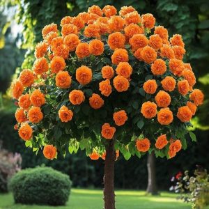 Роза Солнечный Шарм купить по цене от 349р. в интернет-магазине «Посадика» с доставкой почтой в в Лиские и по всей России – [изображение №1].