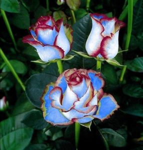 Роза Сафайер Пэтл купить по цене от 450р. в интернет-магазине «Посадика» с доставкой почтой в в Лиские и по всей России – [изображение №1].